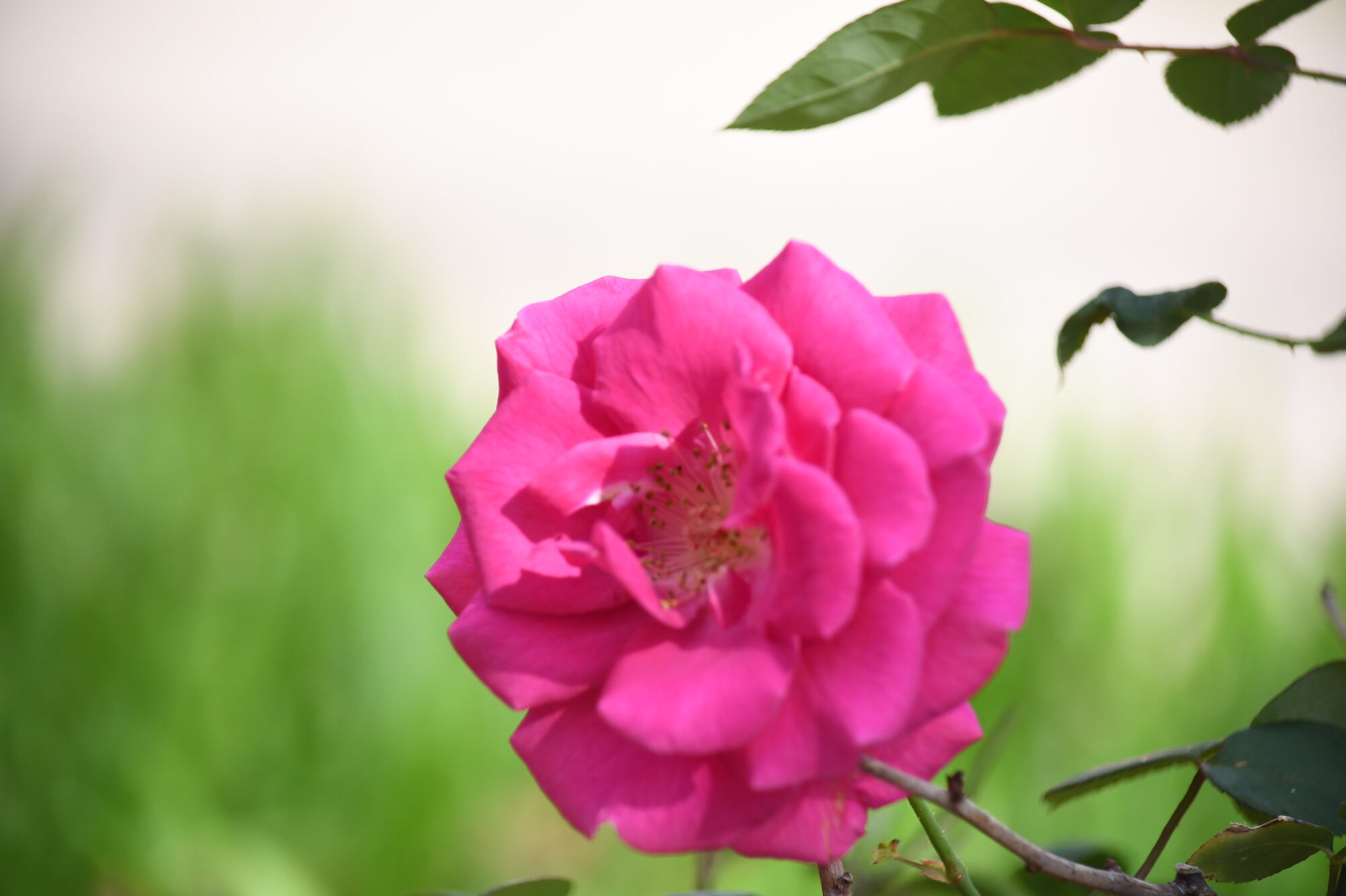 A pink rose in bloom