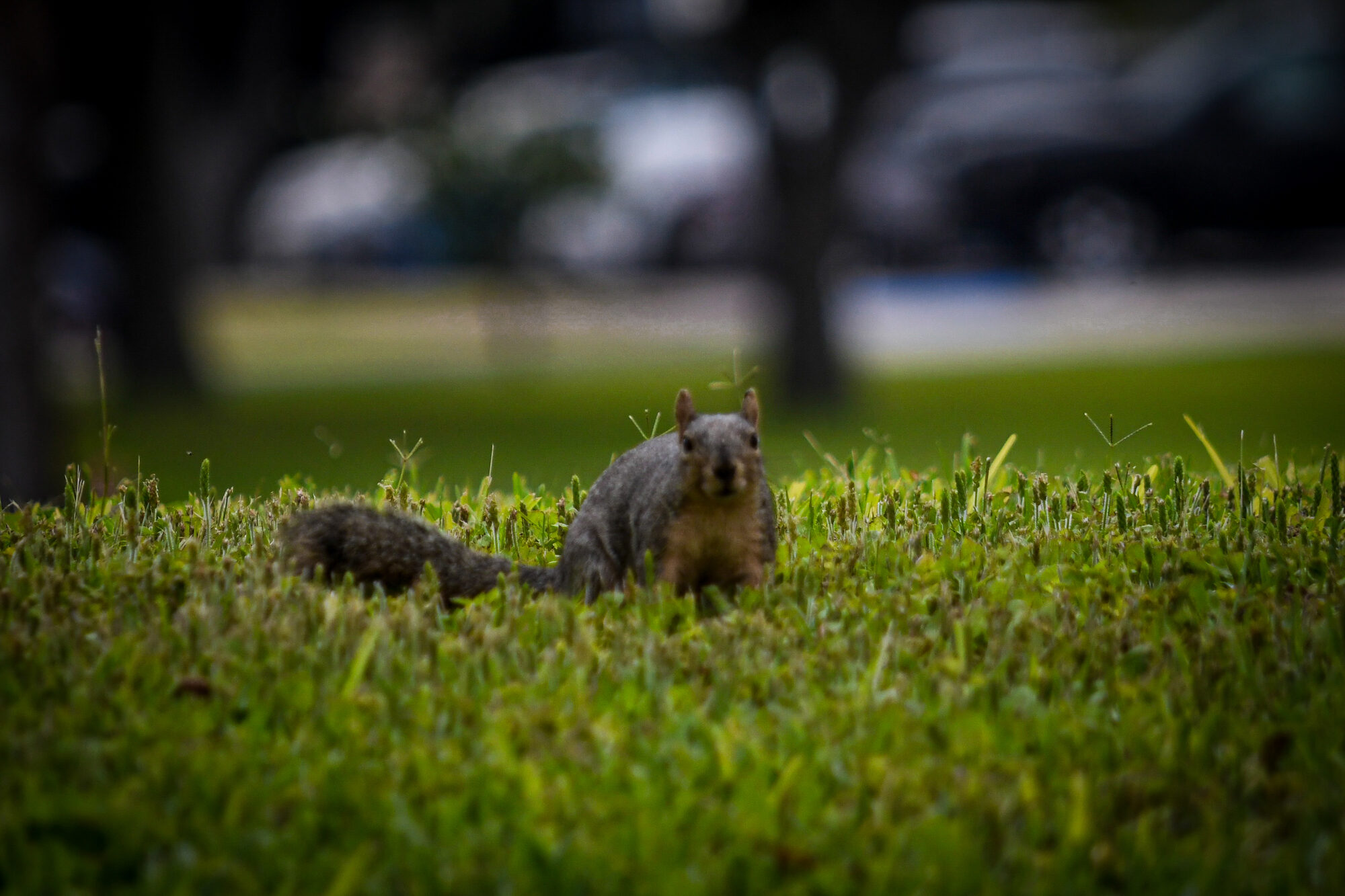 A curious squirrel on campus grass