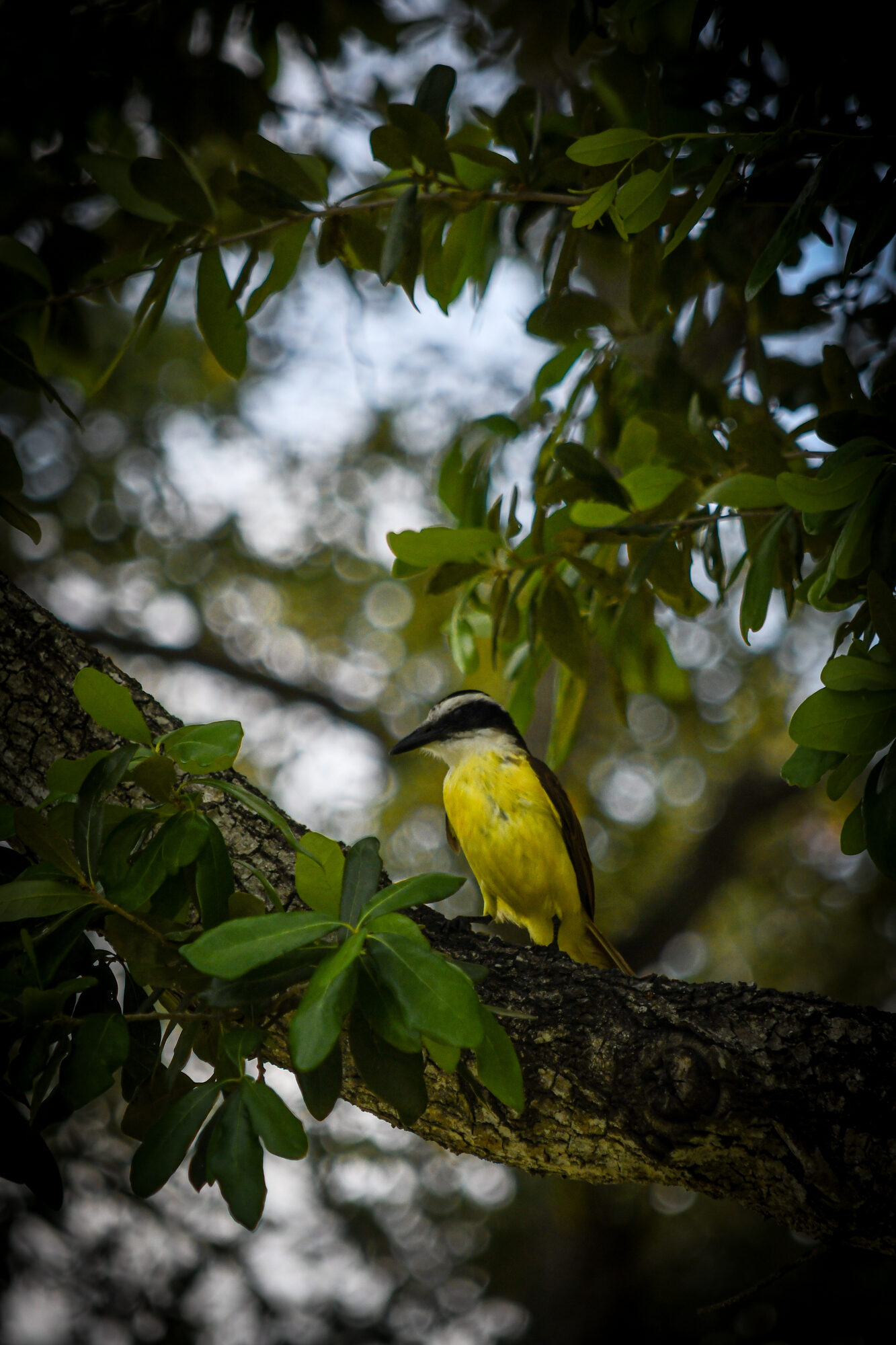 A yellow-bellied bird perched in a tree